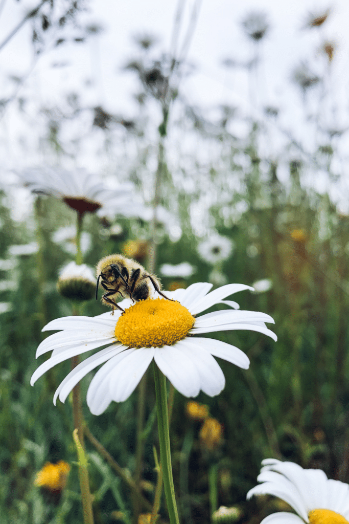 Bee on Daisy