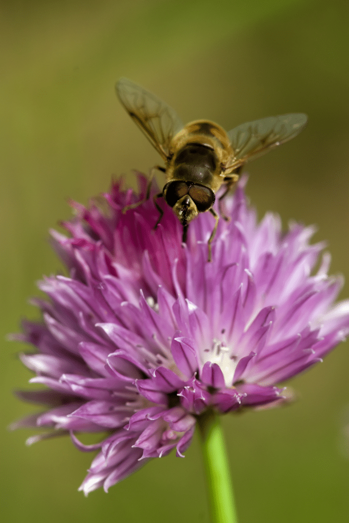 Bee on Chive Flower