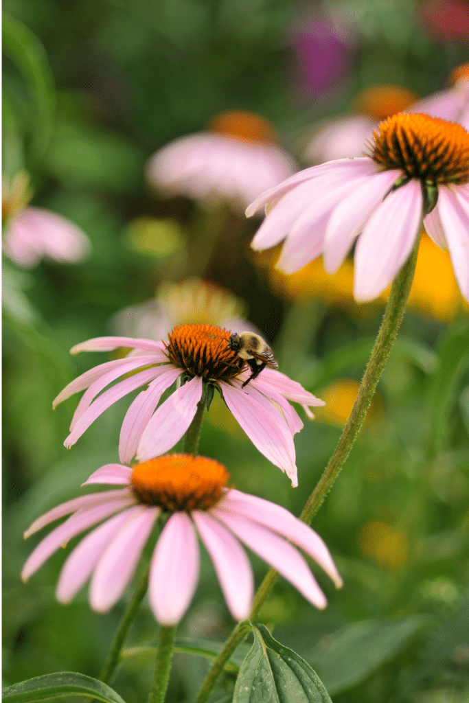 Bee on coneflower.