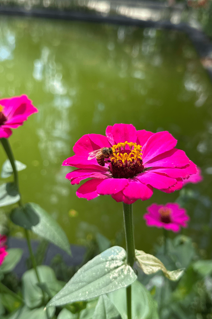 Bee on zinnia.