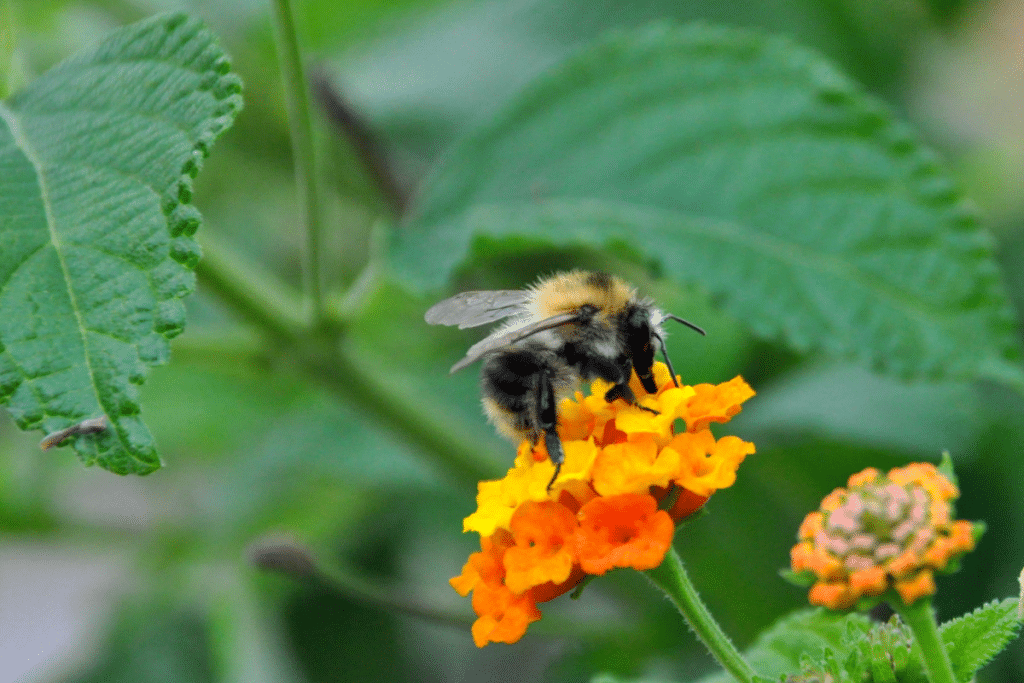 bee on lantana
