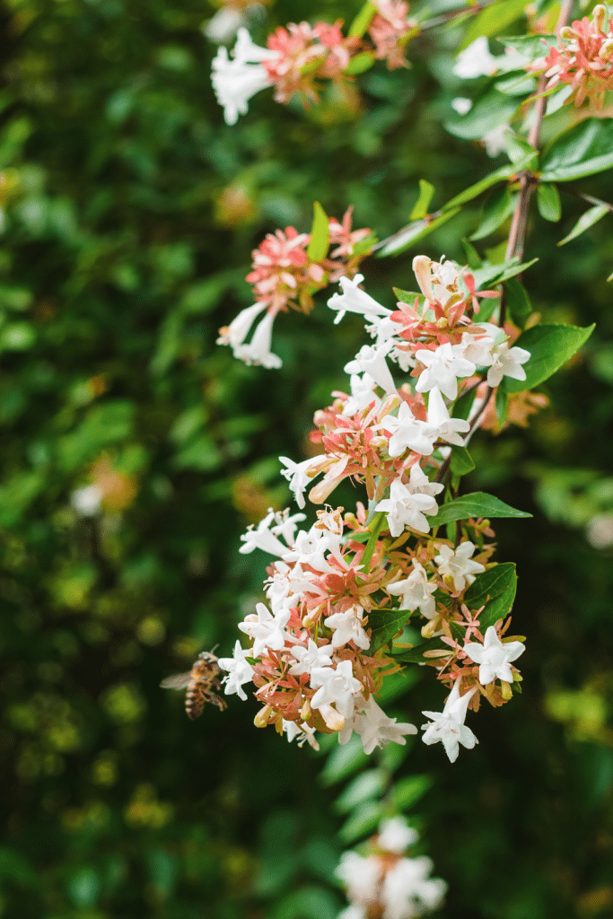 Bee on Abelia