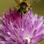 Bee on Chive Flower