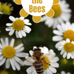 Bee on Chamomile