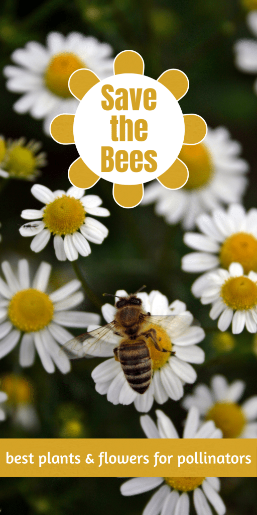 Bee on Chamomile