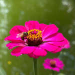 Bee on zinnia.