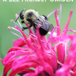 Bee on Bee Balm