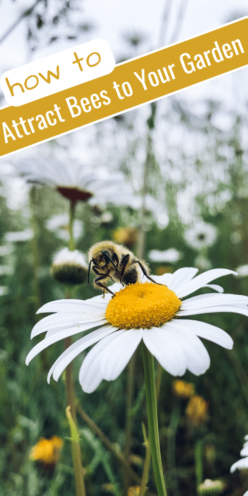 Bee on Daisy