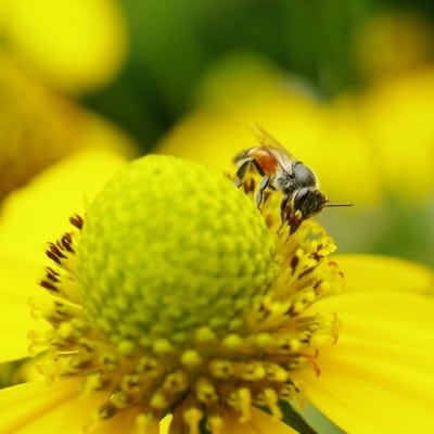 Flowers for Bees: Make a Bee Friendly Garden