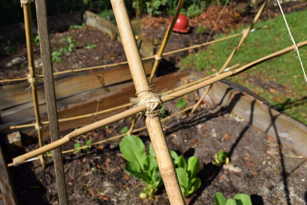 DIY cucumber trellis: Close up of bamboo poles and cross bar tied together