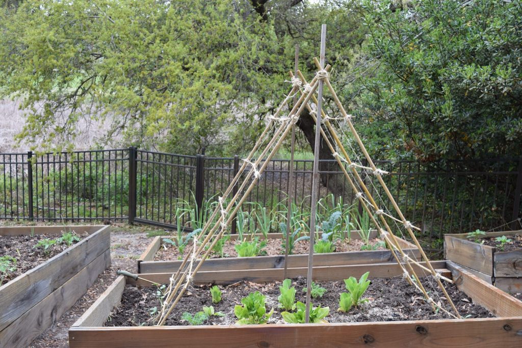DIY Cucumber Trellis: Finished trellis installed in raised garden bed