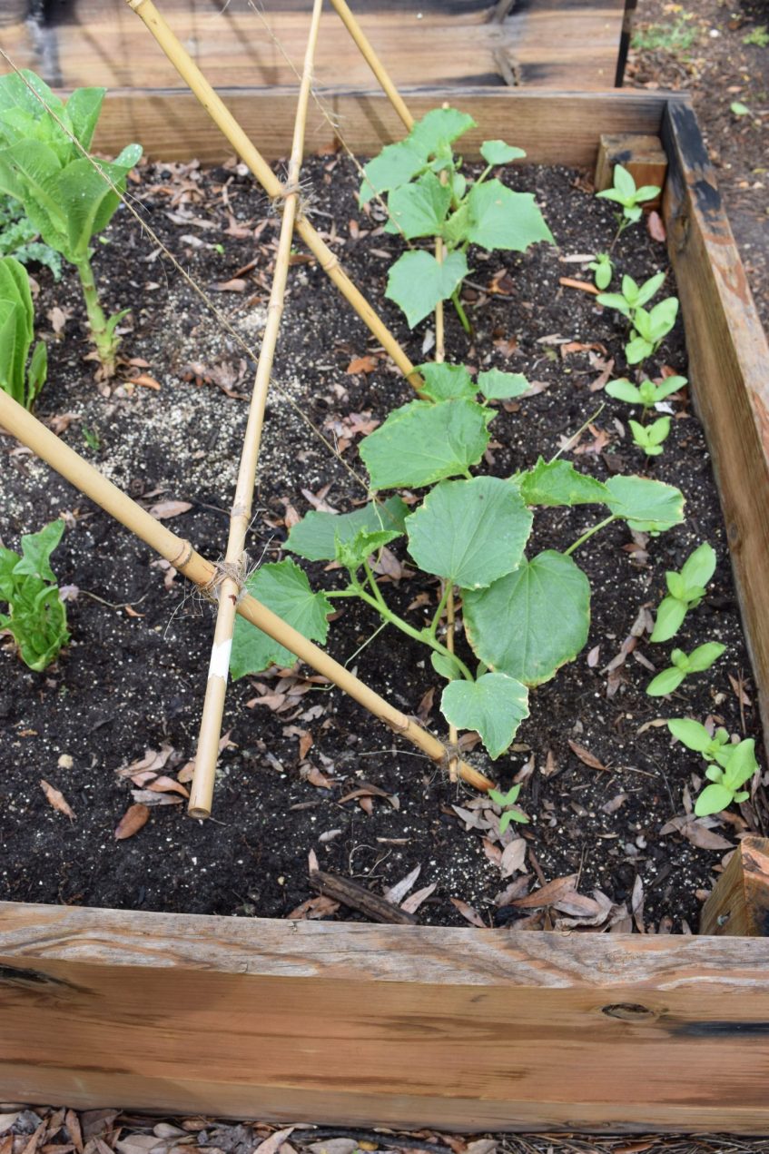 Organic Vegetable Garden Diary, May 13, 2015 · Nourish and Nestle