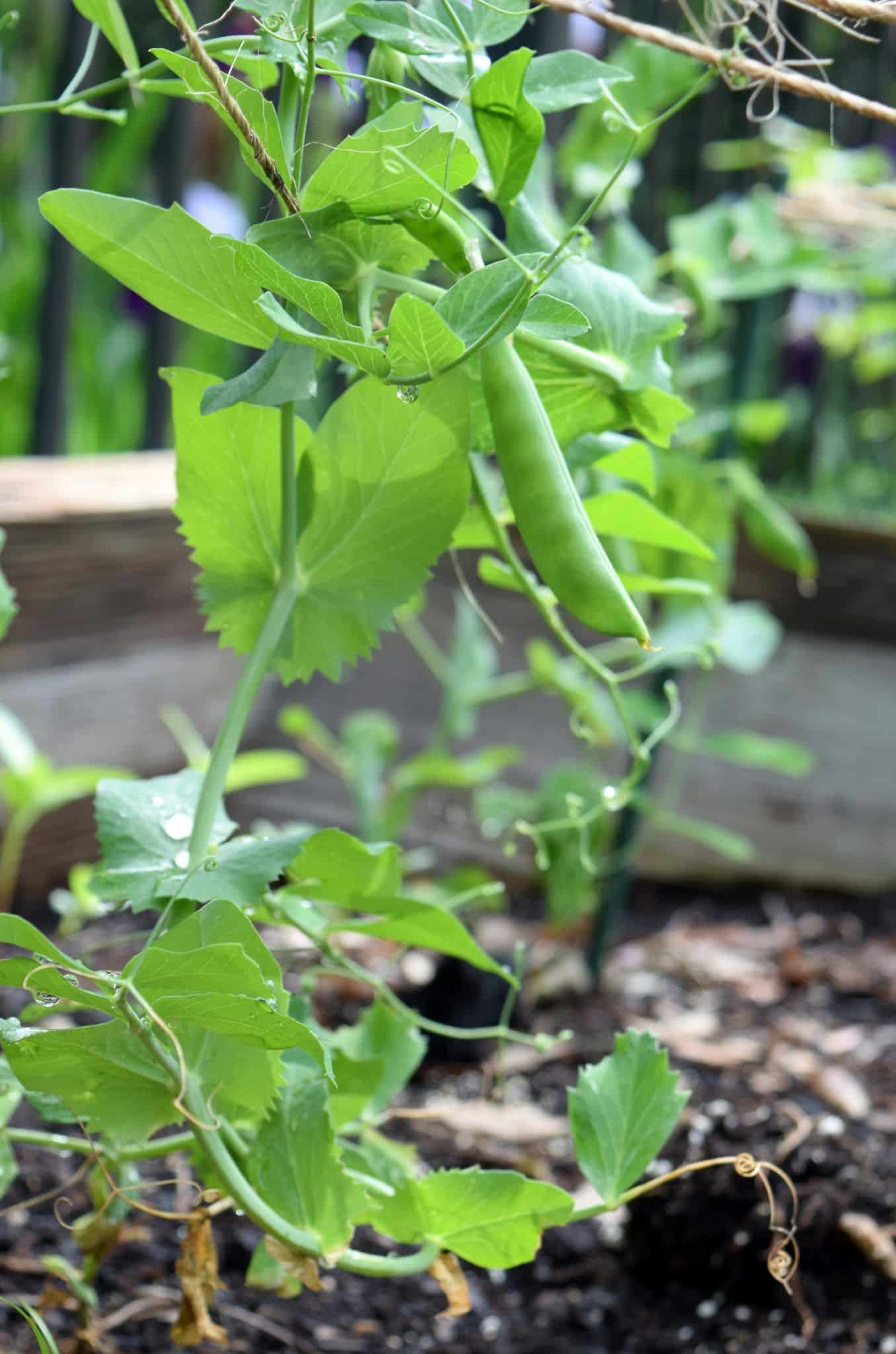 Organic Vegetable Garden Diary, May 6, 2015