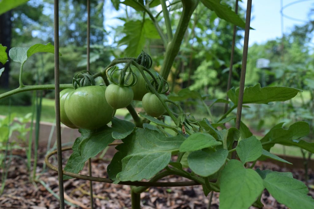 tomatoes in raised bed garden.
