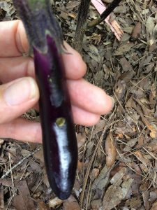 eggplant with weevil damage