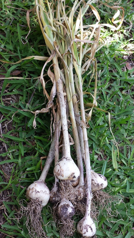 Organic Raised Bed Vegetable Gardening and Harvesting Garlic. After 5 days of drying, garlic ready to be braided.