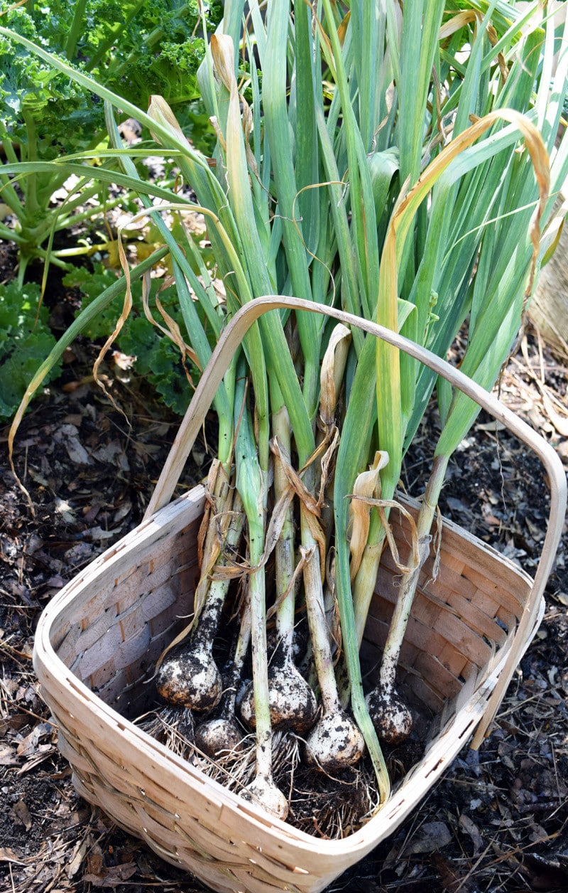 Organic Raised Bed Vegetable Gardening and Harvesting Garlic.