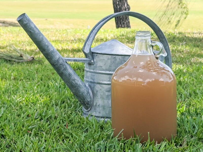 A jug of compost tea in front of a watering can.