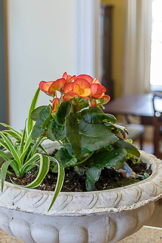 Create an indoor container garden, using the the'thriller, filler and spiller' method of container gardening. An easy DIY for seasonal home decor.