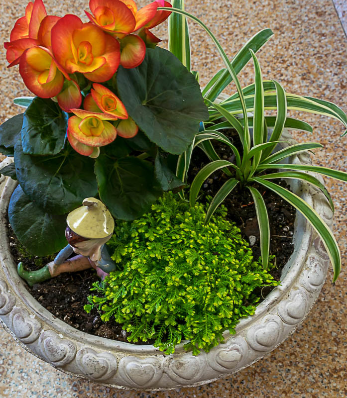Create an indoor container garden, using the the'thriller, filler and spiller' method of container gardening. An easy DIY for seasonal home decor.