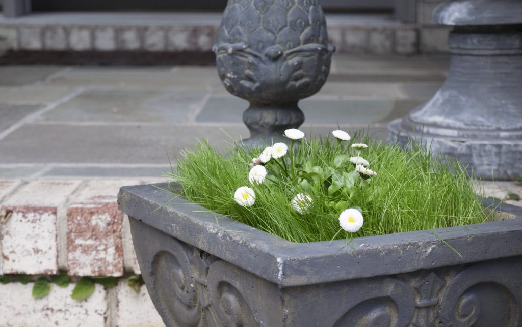 Spring Decor Ideas: Close up of spring porch planter filled with grass and daisies