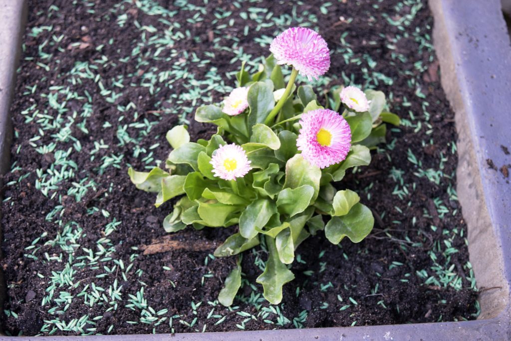 Spring Decor ideas: close up of planter sown with grass seeds and an English Daisy