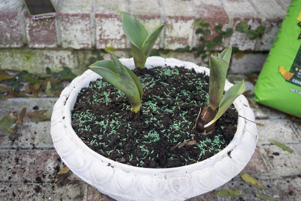 Spring Decor Ideas: Close up of planter #2 sown with grass seeds and tulip bulbs