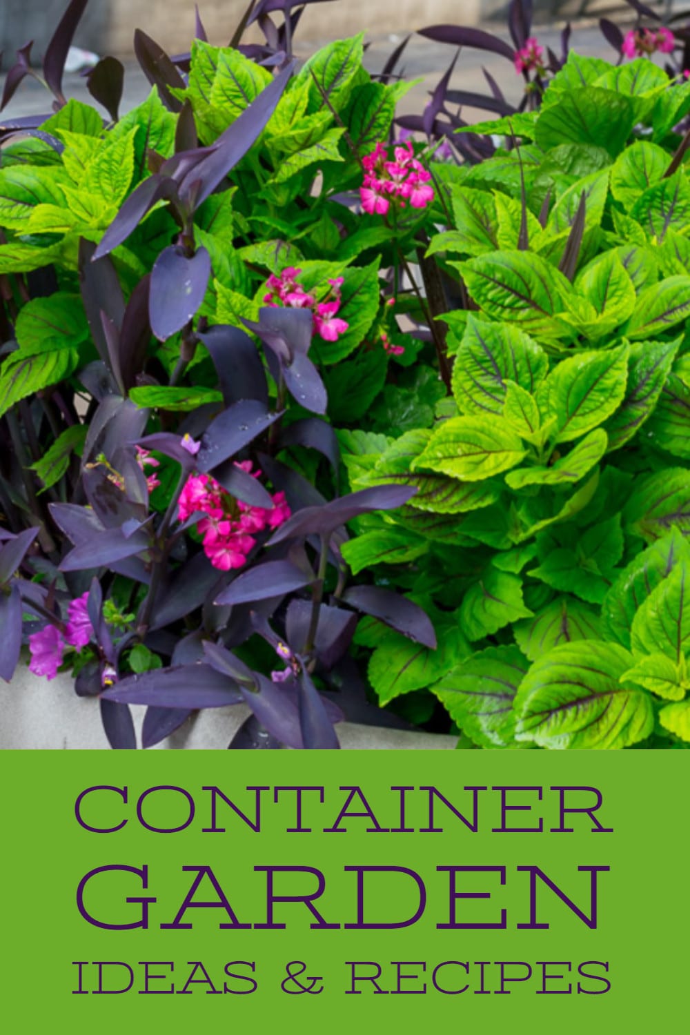 purple and green container garden and more container gardening ideas