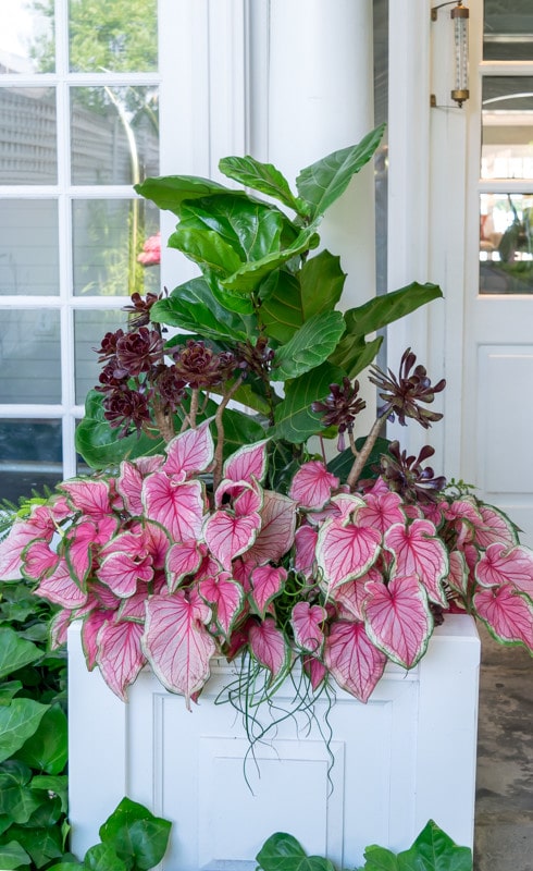 Recipes' to help you create stunning container gardens. Beautiful images and detailed'recipes' including specific plants for several container gardens.