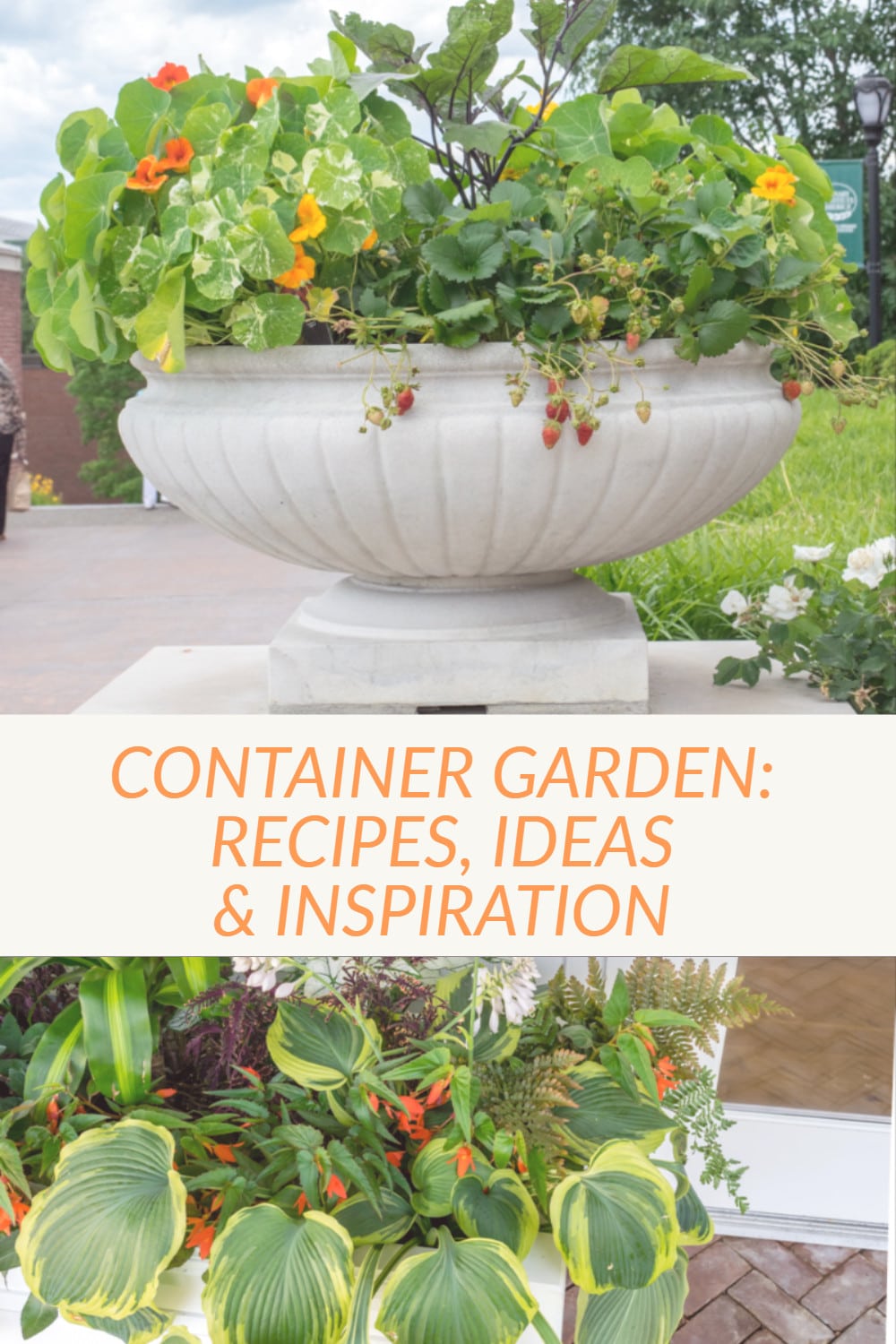 pin showing 2 container pots with nasturtiums, strawberries and begonia