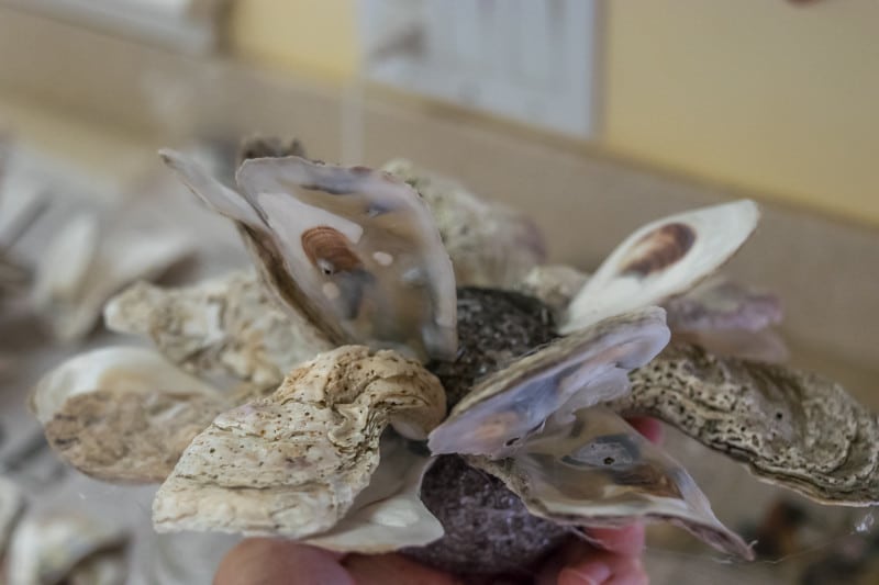 Inexpensive and easy to make DIY idea! Illustrated instructions to make an Oyster Shell Clusters or Oyster Shell Balls for your coastal/natural home decor.