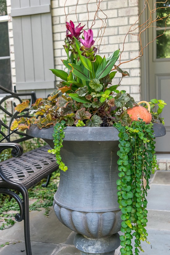 A container garden with a small pumpkin in a gray container.
