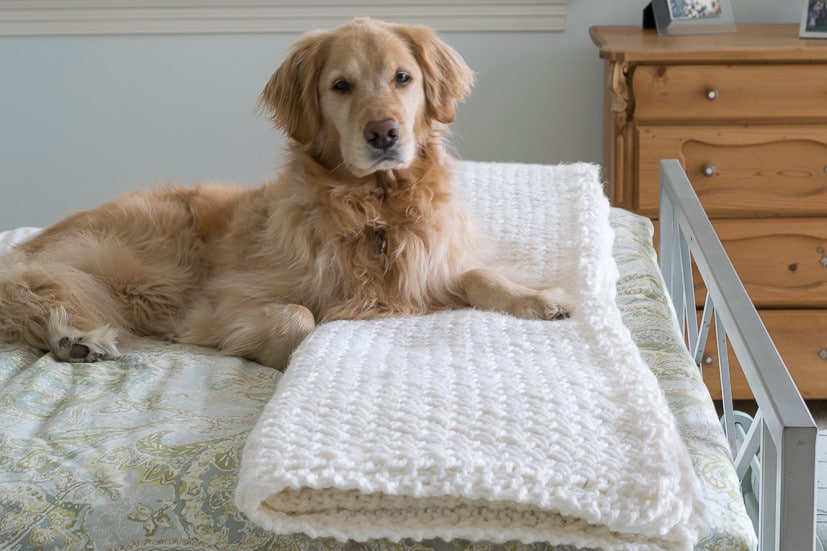 knit basket weave stitch blanket pattern - Flora the dog laying on the bed with knit blanket 