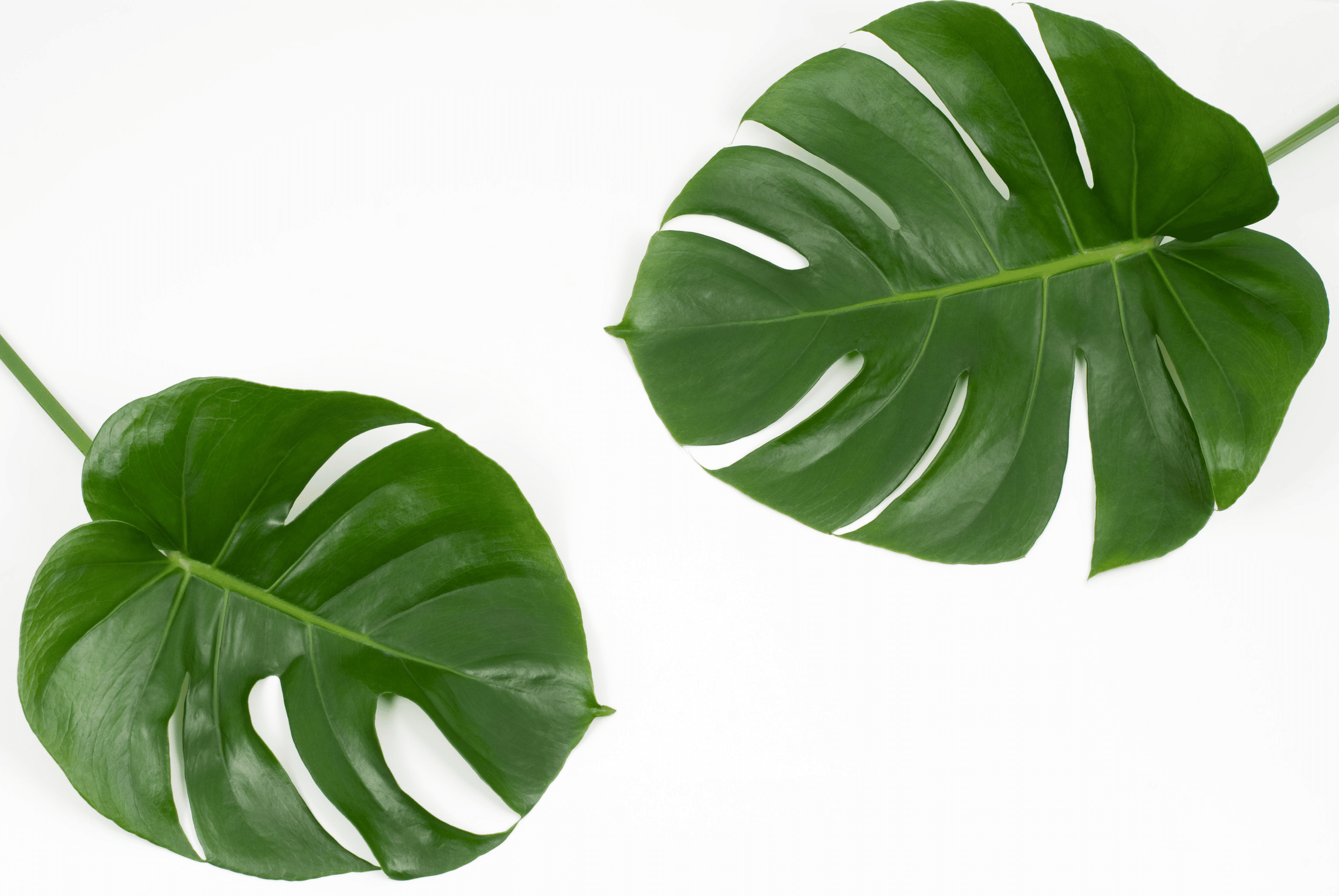 Monstera Leaves for outdoor throw pillows