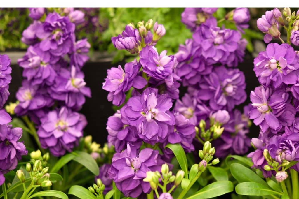 Purple stock is a great, fragrant cutting flower.