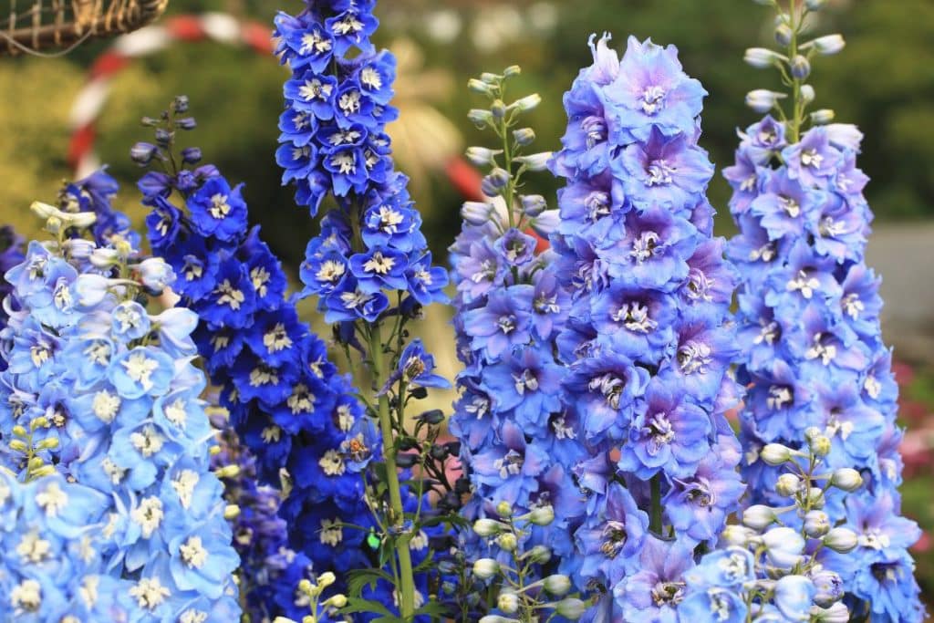 Tall delphiniums are great in flower arrangements.
