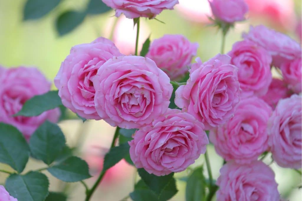 Roses are the penultimate flower for flower arrangements.