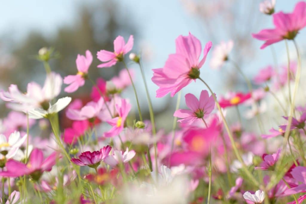 A field of pink and white cosmos.