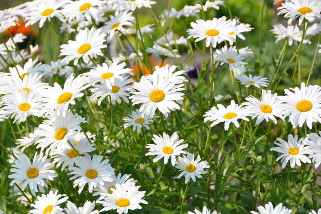 Shasta daisies are great flowers for a cutting garden.
