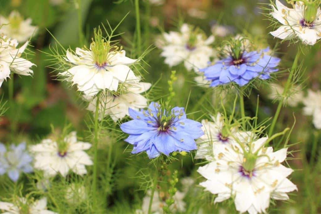 Nigella is a lovely flower for your cutting garden.
