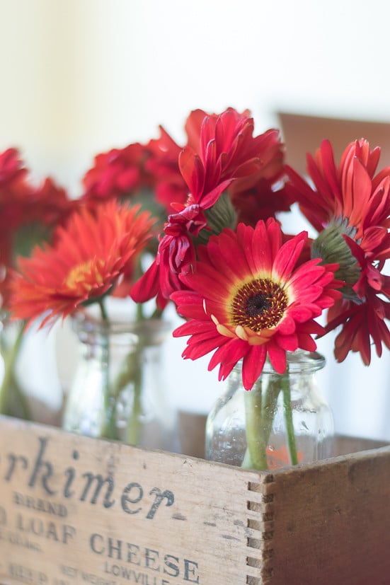 No cutting garden is complete without the bright and cheery colors of Gerbera Daisies