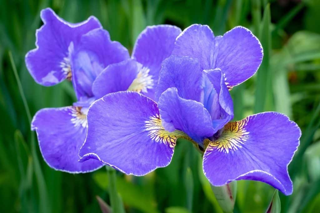 Purple irises.