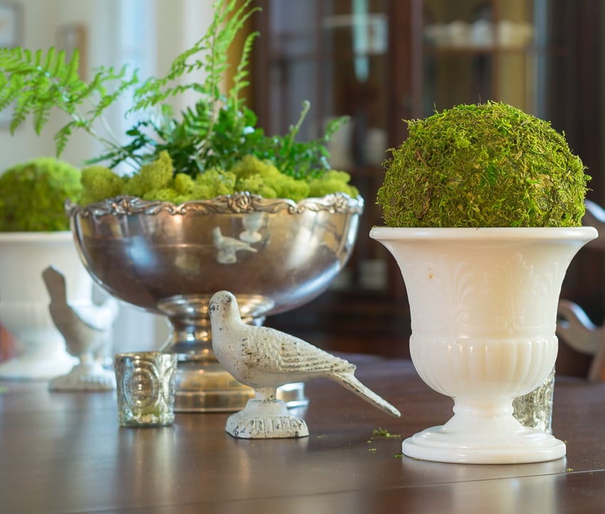 Moss ball in a white urn with a silver bowl fo ferns and moss.