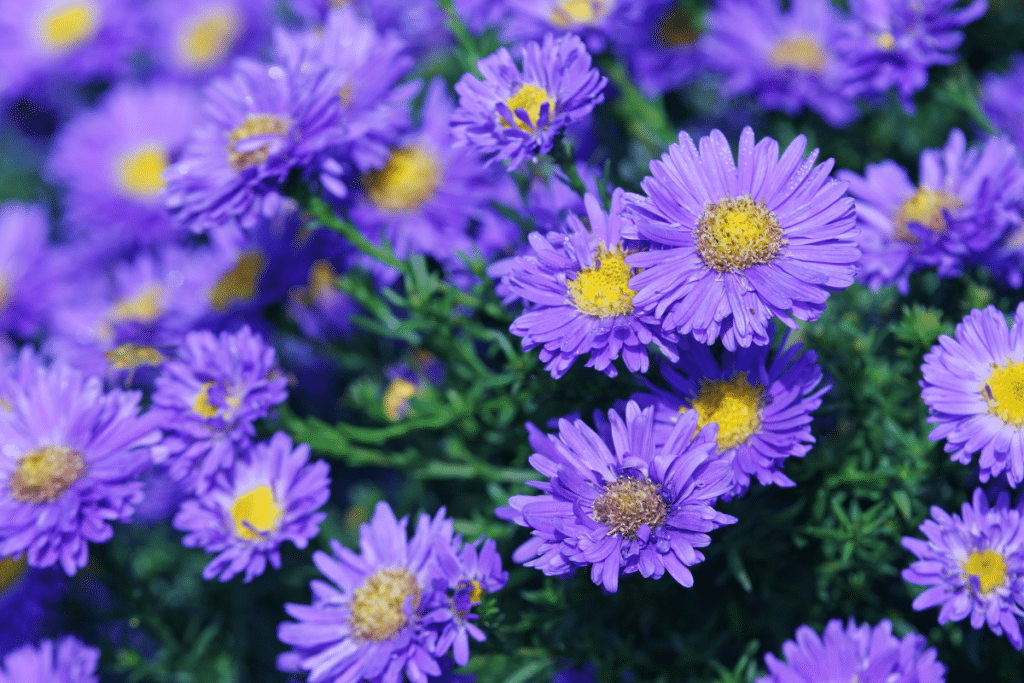 Purple Asters are good cutting garden flowers.