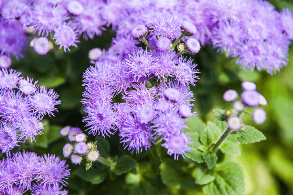 Ageratum are good cutting flowers for smaller arrangements.