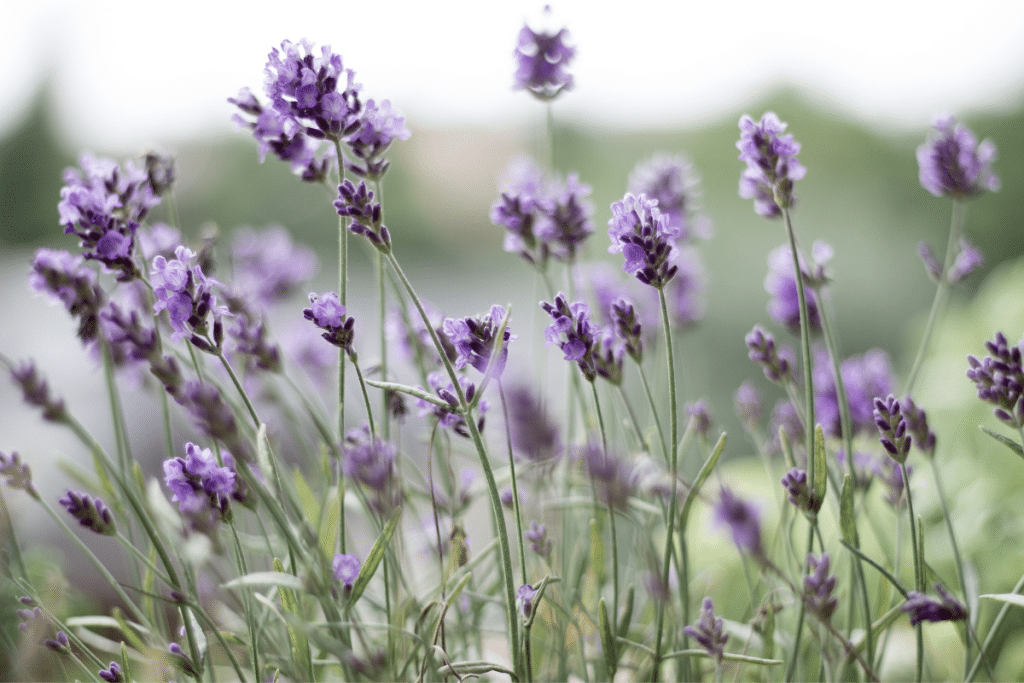 Lavender brings fragrance to your cutting garden.