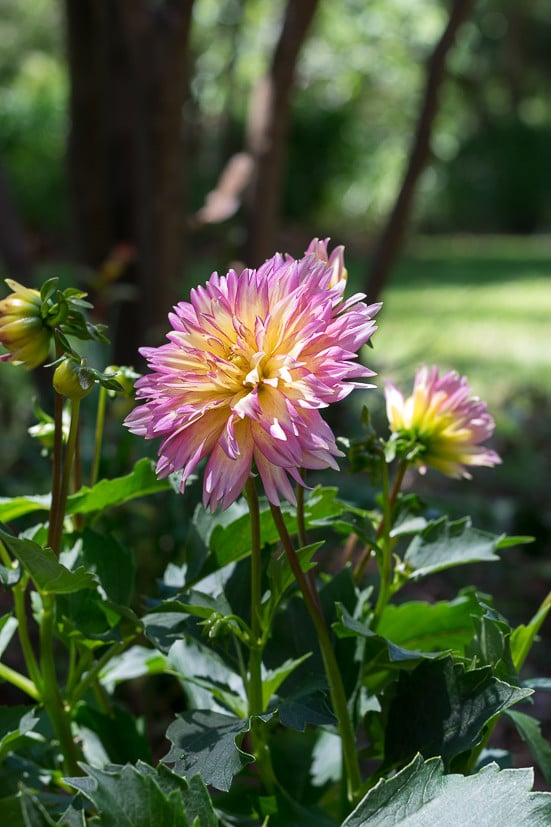 Flowers for cutting garden: Long-lasting dahlias make a great addition to your cutting garden