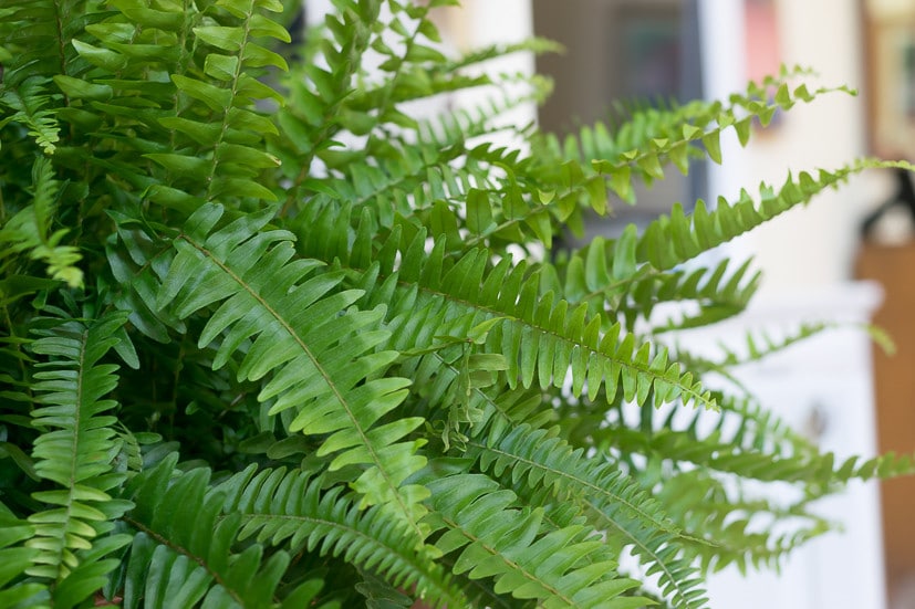 Fern fronds provide a great way to fill any arrangement from your cutting garden