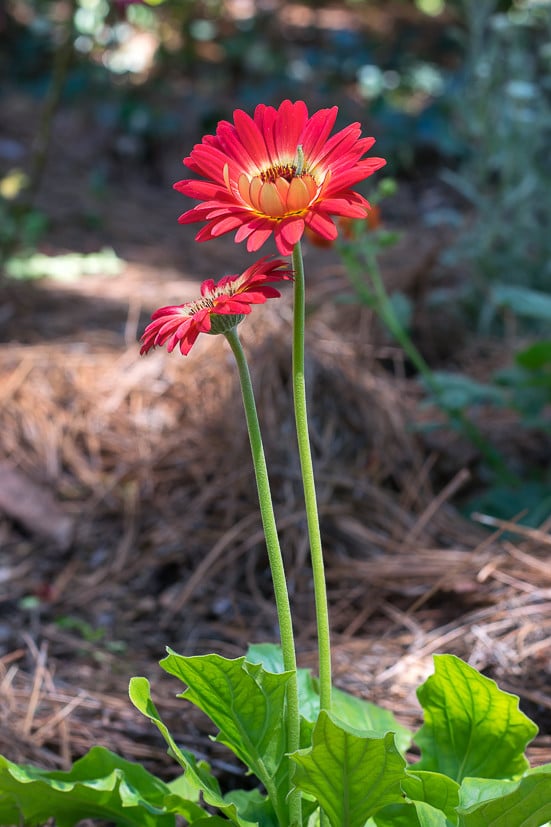 No cutting garden is complete without the bright and cheery colors of Gerbera Daisies among the best cut flowers to grow