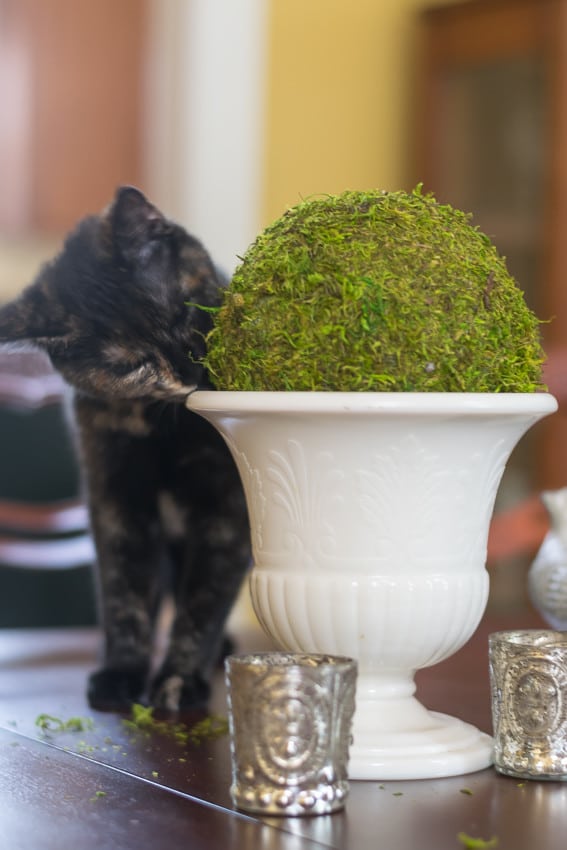 Peep the cat playing with finished moss ball
